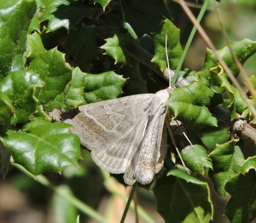 Caenurgia togataria photo 3
