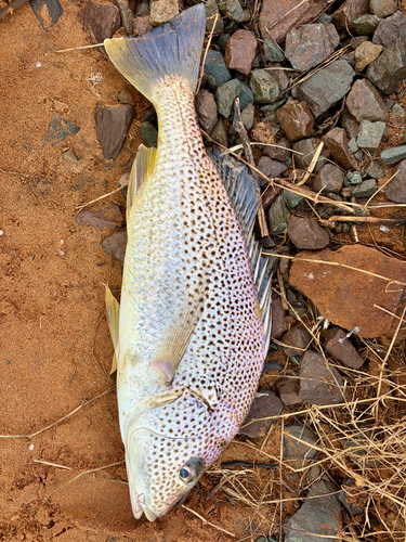 Cock grunter (Pomadasys multimaculatus) — Haemulidae — 5