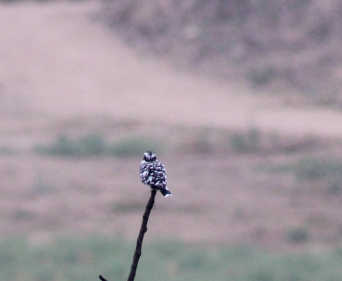iNaturalist: (c) Bipasha David, some rights reserved (CC BY-NC), uploaded by Bipasha David iNaturalist image
