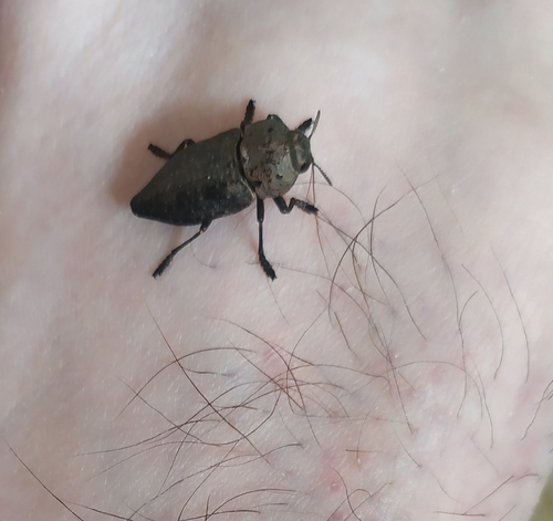Capnodis tenebricosa