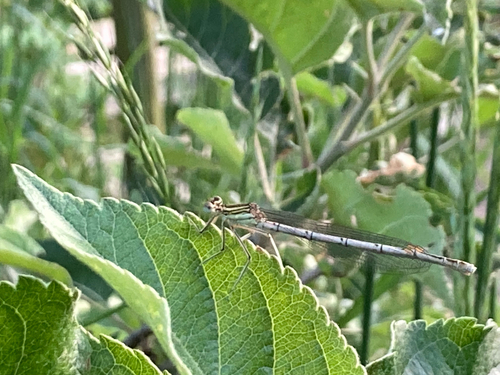 Blue Featherleg
