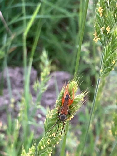 Stenopterus rufus