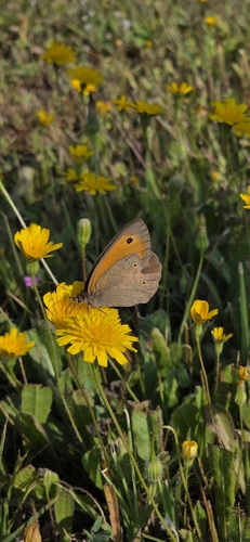 Meadow Brown
