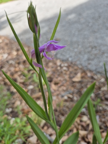 Red Helleborine