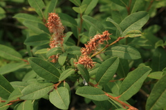 Salix myrtilloides