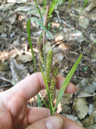 Carex dispalata iNat (2)