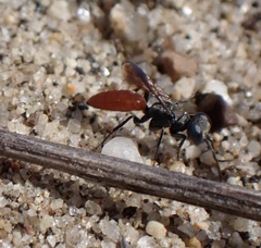 Nitelopterus
