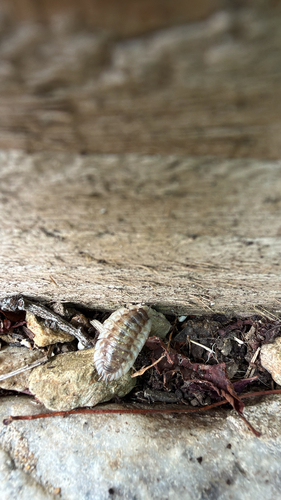 Common Shiny Woodlouse