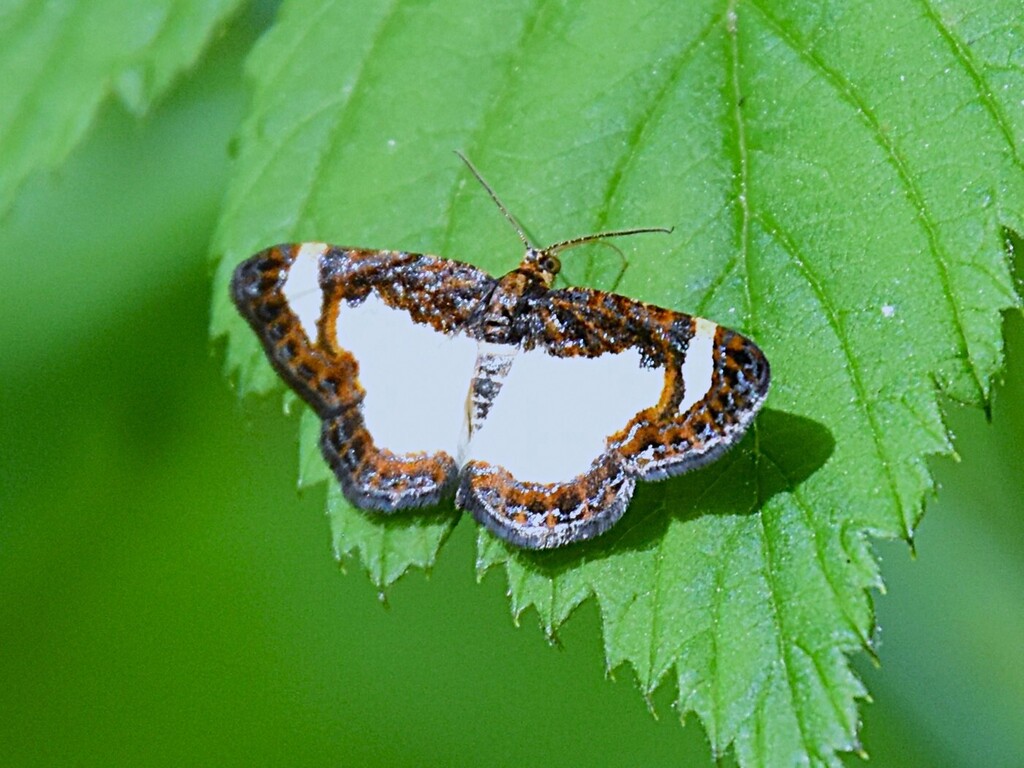 Common Spring Moth from Southgate pond Green, OH, USA on May 26, 2026 ...