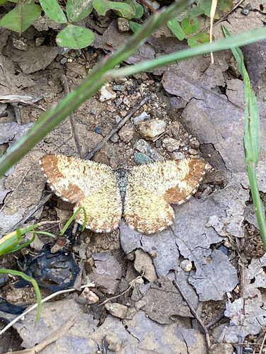 Common Heath
