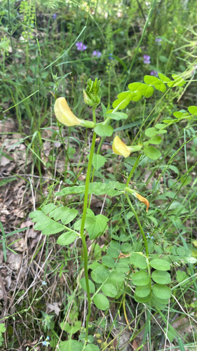 Large yellow vetch