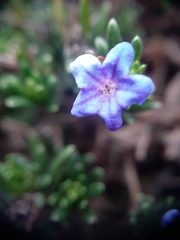 Glandora prostrata