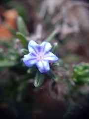 Glandora prostrata