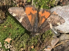 Archiearis parthenias