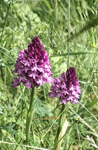pyramidal orchid