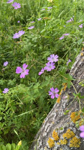 Hedgerow Crane's-bill