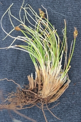 Carex nardina