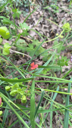 Grass Pea