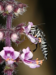 Coelioxys albolineatus