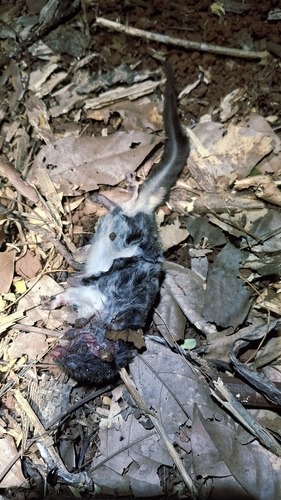 Javanese Flying Squirrel