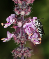 Coelioxys albolineatus