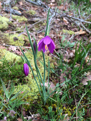 Olsynium douglasii