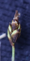 Carex nardina