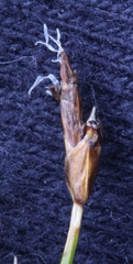 Carex nardina