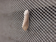 Creatonotos transiens vacillans