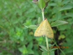 Mecyna flavalis