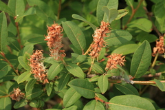 Salix myrtilloides
