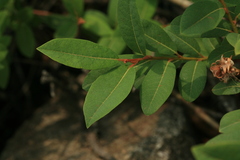 Salix myrtilloides