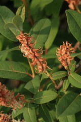 Salix myrtilloides