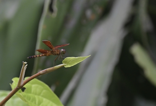 Common Parasol