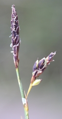 Carex rariflora