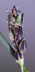 Carex rariflora