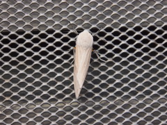 Creatonotos transiens vacillans
