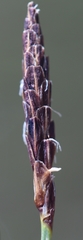 Carex rariflora