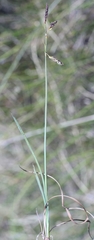 Carex rariflora