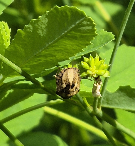 Tortoise Bug
