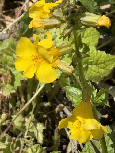 Erythranthe decora, photograph 5