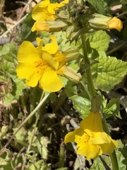 Erythranthe decora, photograph (c) Judi Sanders, some rights reserved (CC BY)
