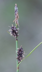Carex rotundata