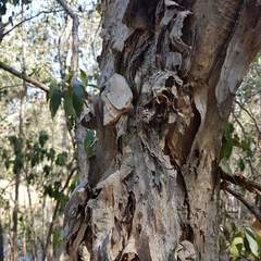 Melaleuca irbyana