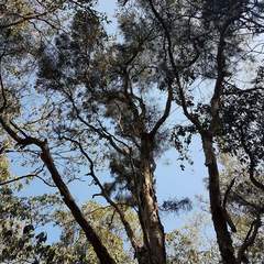 Melaleuca irbyana