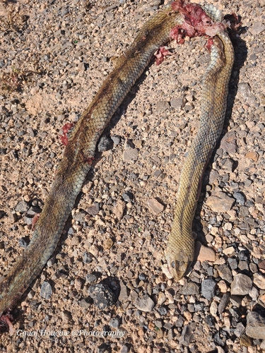 Western Montpellier Snake