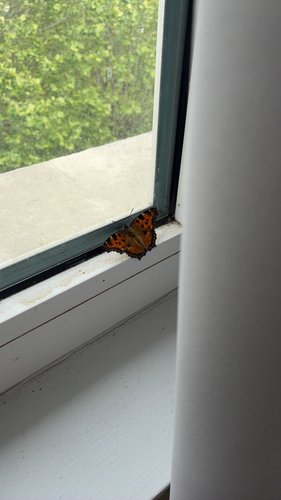 Large Tortoiseshell