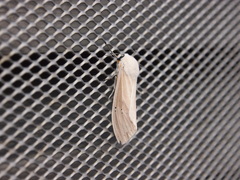 Creatonotos transiens vacillans