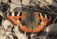 Aglais urticae