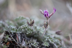 Astragalus leucolobus